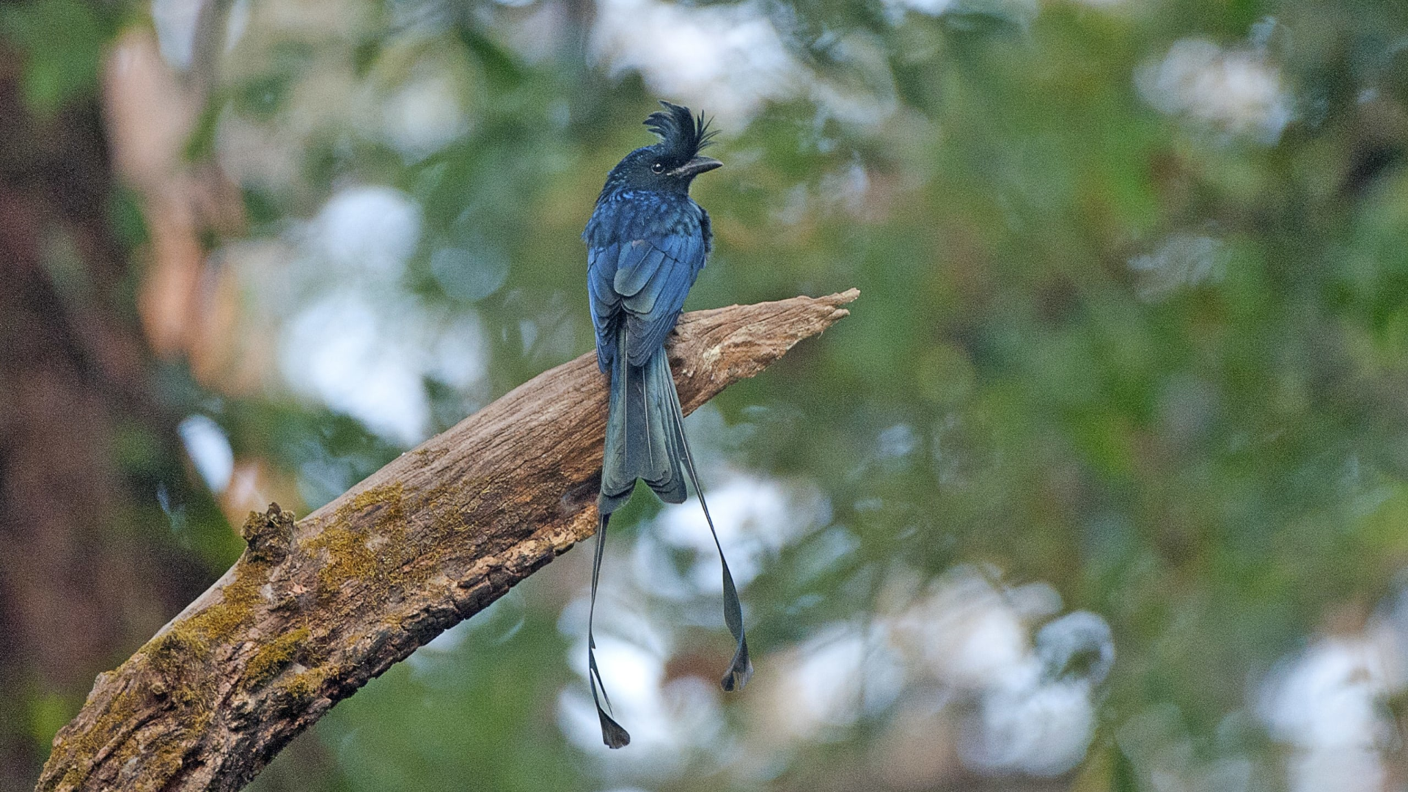 Greater Racket-Tailed Drongo